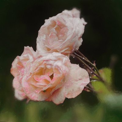 Errötende Rosen, 2018 von Helen White